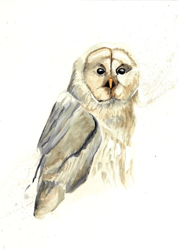 Chouette de l'Oural - aquarelle