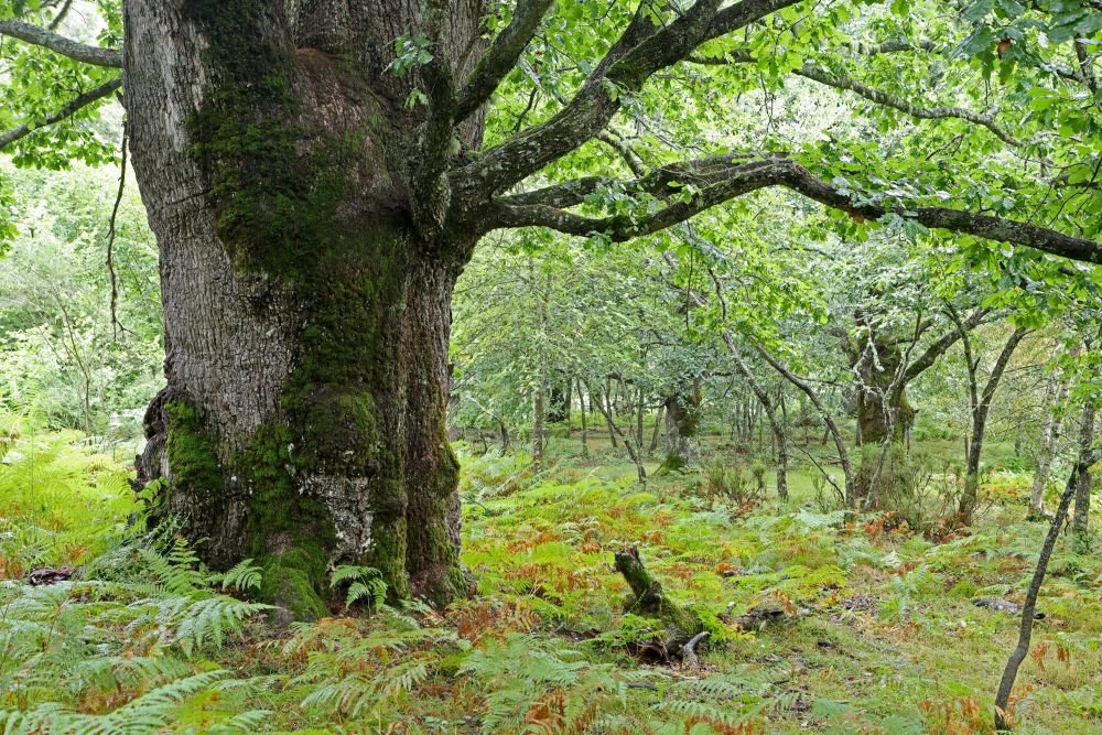 Liebana_robles del Torceu