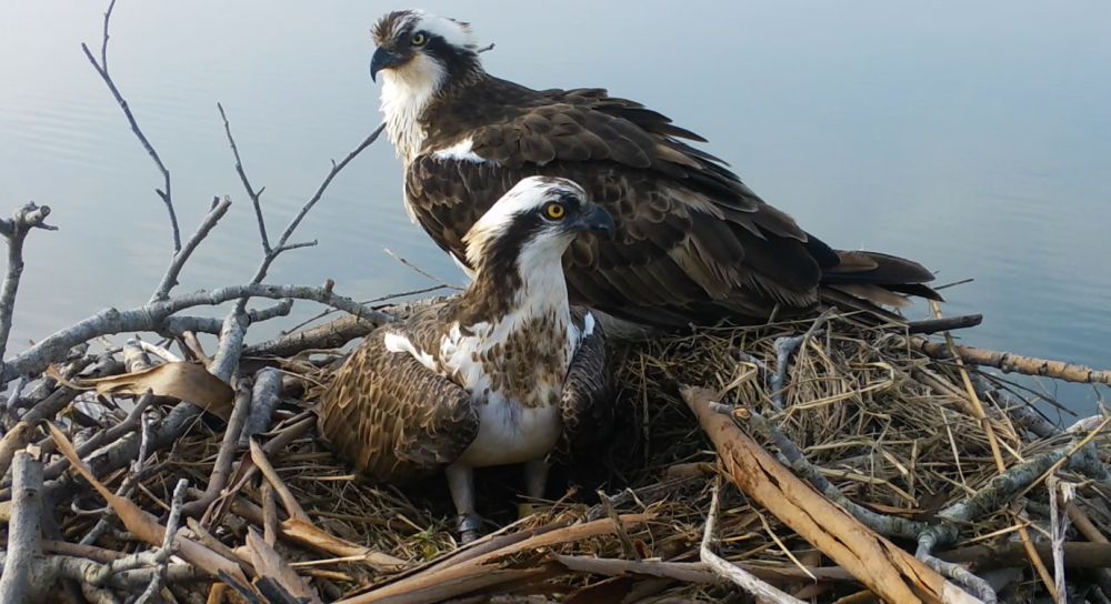 Balbuzard pêcheur au nid