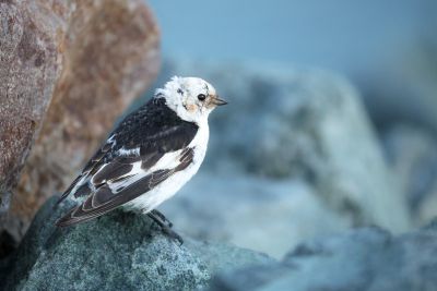Séjour ornithologique