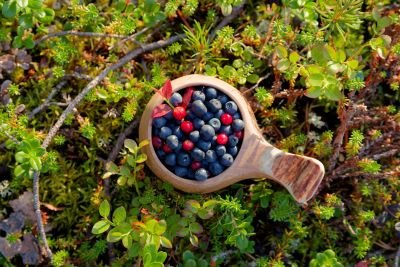 Jour 2 : Randonnée douce et cueillette de baies