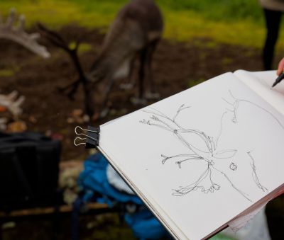 Jour 6 : Rennes et traditions samíes