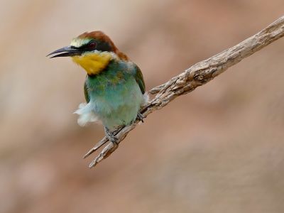 France - Loire sauvage en pays roannais