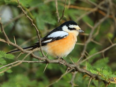 Grèce - Voyage ornithologique sur l’île de Lesbos