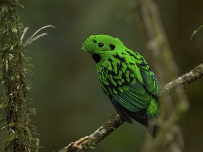 Bornéo - Oiseaux et mammifères exceptionnels de Bornéo