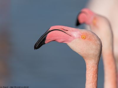 France - Couleurs et diversité des oiseaux Méditerranéens
