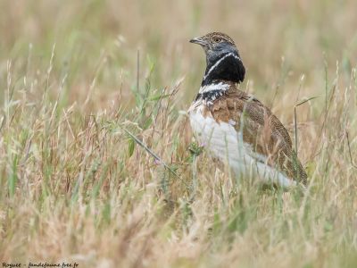 France - Oiseaux nicheurs rares et menacés de l’Atlantique