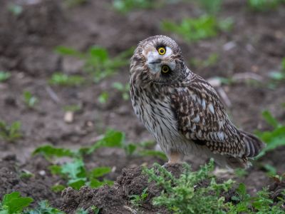 France - Un hiver sur l'Atlantique
