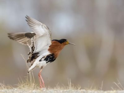 Norvège - Varanger : le paradis ornitho !