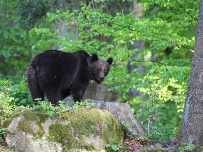 Roumanie - Affûts à ours et oiseaux du printemps