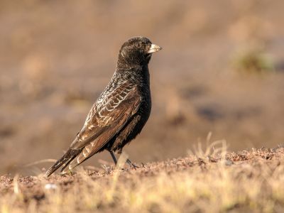 Kazakhstan - Kazakhstan et Kirghizstan - Paradis ornithologique d’Asie Centrale