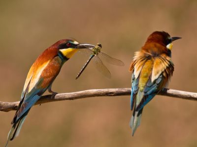Espagne - Andalousie, un monde d'oiseaux