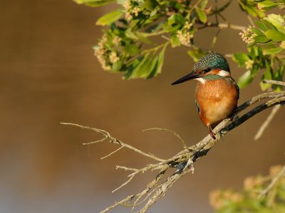 France - Oiseaux du bassin d’Arcachon et migration à la pointe de Grave