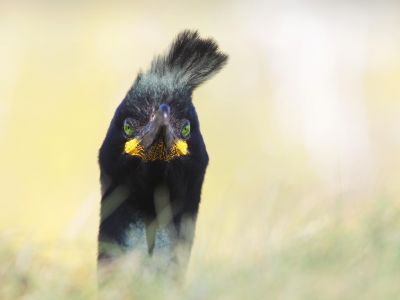 Écosse - île de Mull : voyage photo nature