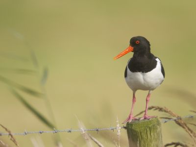 Pays-Bas - Photographier l'avifaune de l'Île de Texel