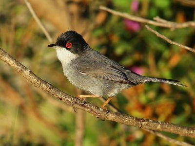 France - Entre Alpilles, Crau et Camargue, initiation aux oiseaux d’hiver