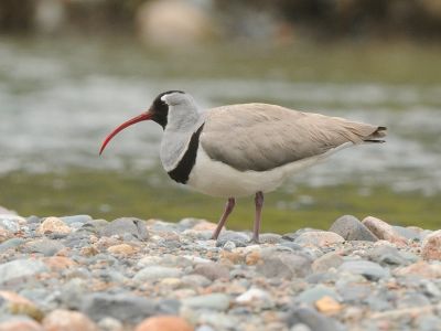 Inde - Inde du Nord : oiseaux, tigre et dauphin du Gange