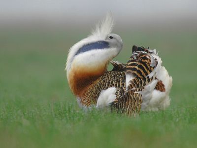 Espagne - Richesses ornithologiques de l'Estrémadure