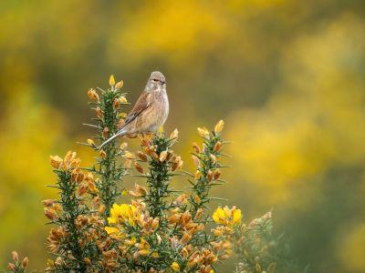 France - Entre Luberon et Alpilles : initiation et formation à l’ornithologie