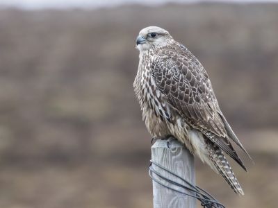Islande - Des oiseaux aux mammifères marins islandais