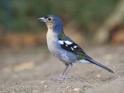 Portugal - Oiseaux marins et endémiques de Madère