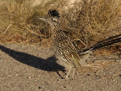 Etats-Unis - Les oiseaux du sud de l’Arizona et du Grand Canyon