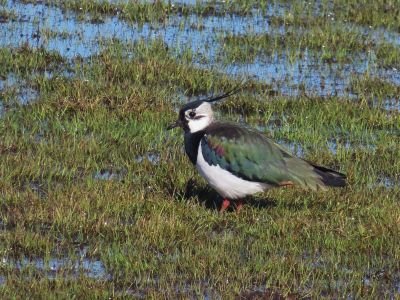 France - Entre terre et mer, le Marais poitevin