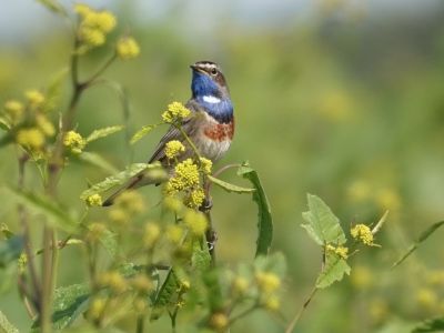 France - Le retour des Gorgebleues