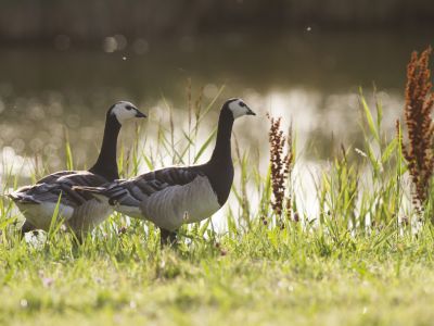 Pays-Bas - Voyage ornithologique aux Pays-Bas