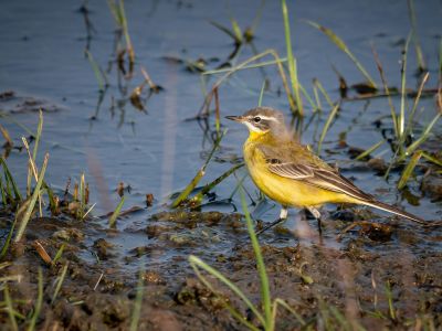 France - Voyage Naturaliste en Baie de Somme