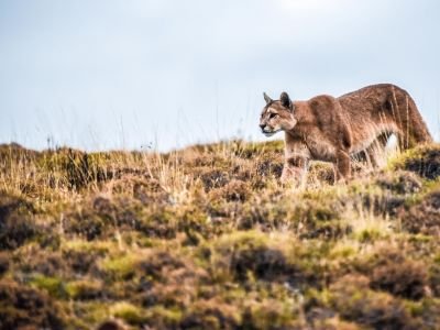 Chili - Faune de Patagonie: pumas, baleines, manchots et condors