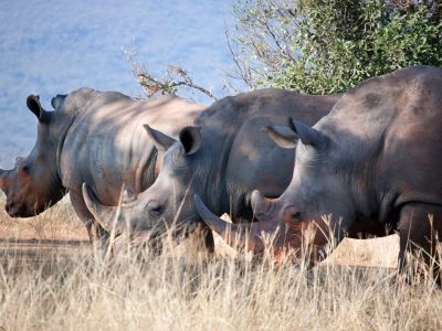 Kenya - Eden africain : safari en famille