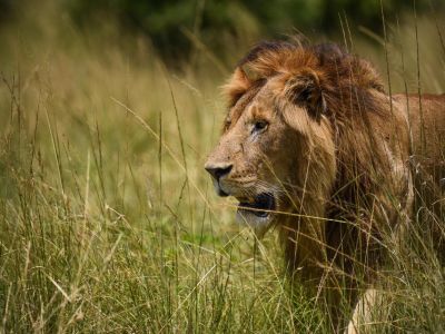 Kenya - Safari en bivouac de Samburu à Maasai Mara