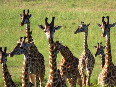 Tanzanie - Tanzanie, mon premier safari