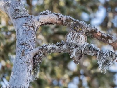 France - Trous secrets de chouettes et falaises à vautours dans les Alpes