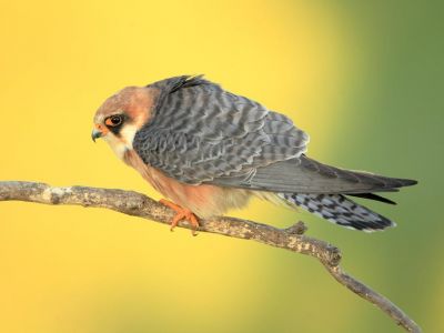 Hongrie - Oiseaux du printemps