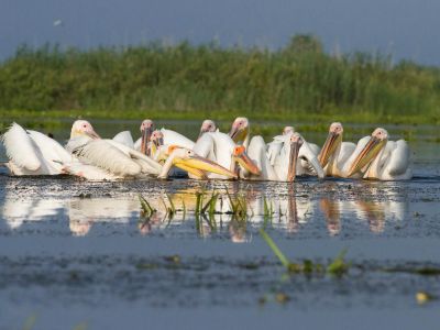 Roumanie - Le delta du Danube, passionnément photo !