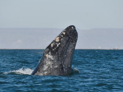 Mexique - Epopée sauvage en Basse-Californie