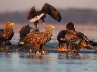 Hongrie - Voyage photo spécial pygargues