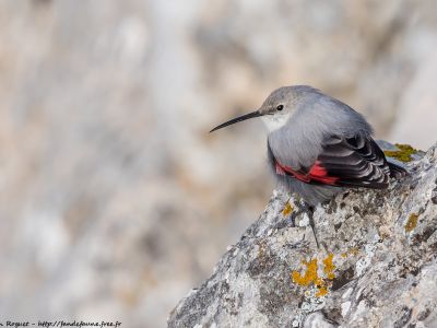 Espagne - Les oiseaux des Pyrénées Aragonaises