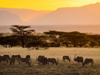 Kenya - Safari en lodge dans les parcs du Nord