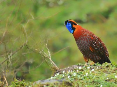 Inde - Ornithologie dans le Nord-Est Indien, vertige de la biodiversité himalayenne 