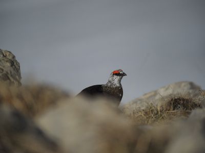 France - De Bec et de Plumes, initiation aux galliformes de montagne dans le massif du Dévoluy 