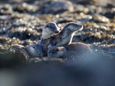 Écosse - Loutres, pygargues et brame du cerf sur l'île de Mull
