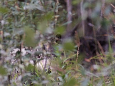 Italie - Voyage d'observation et photo dans les Abruzzes