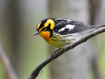 Etats-Unis - Les grands lacs Nord-Américains, hotspots pour les oiseaux migrateurs et nicheurs