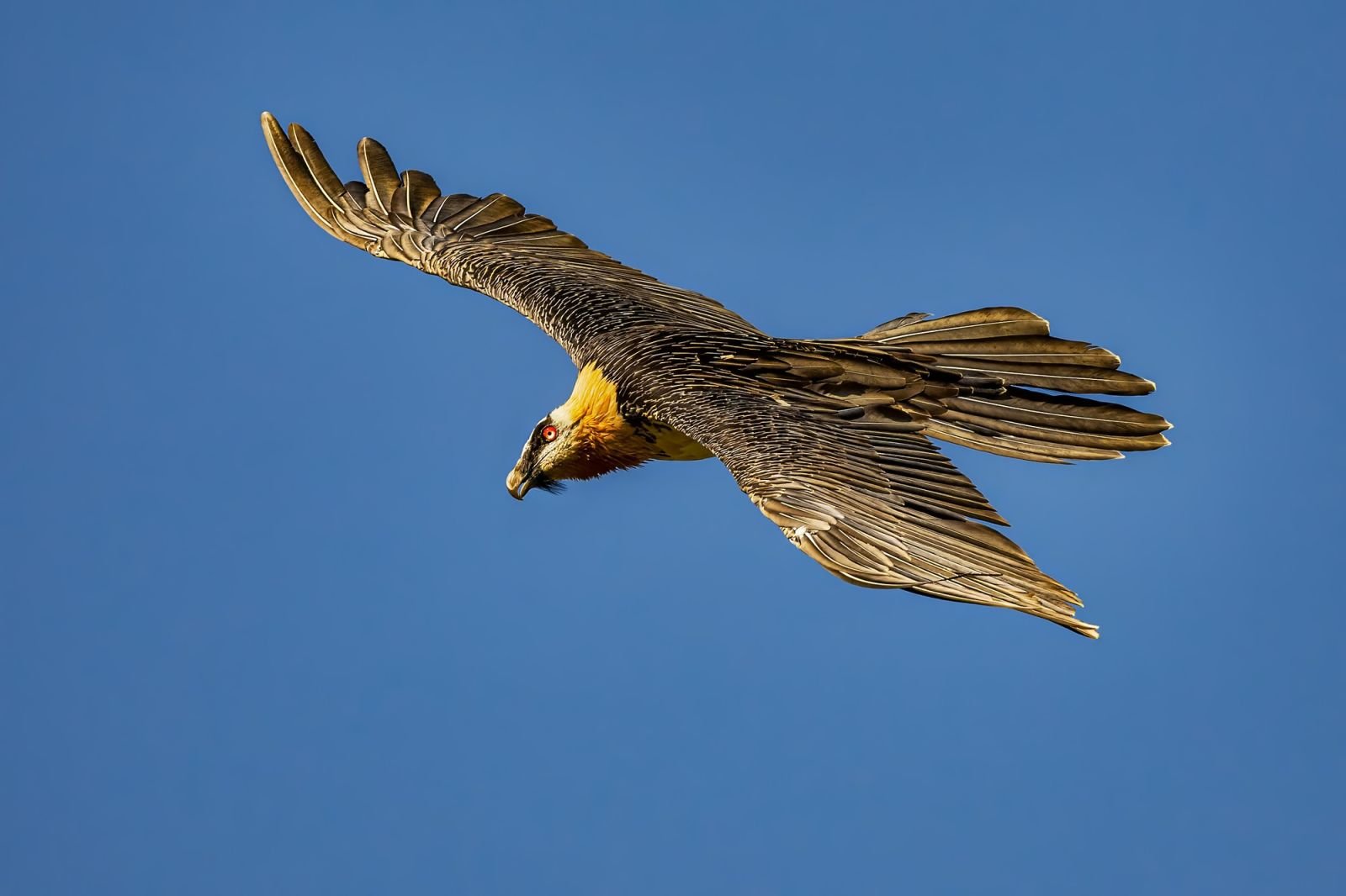 Mario Suárez Quebranta