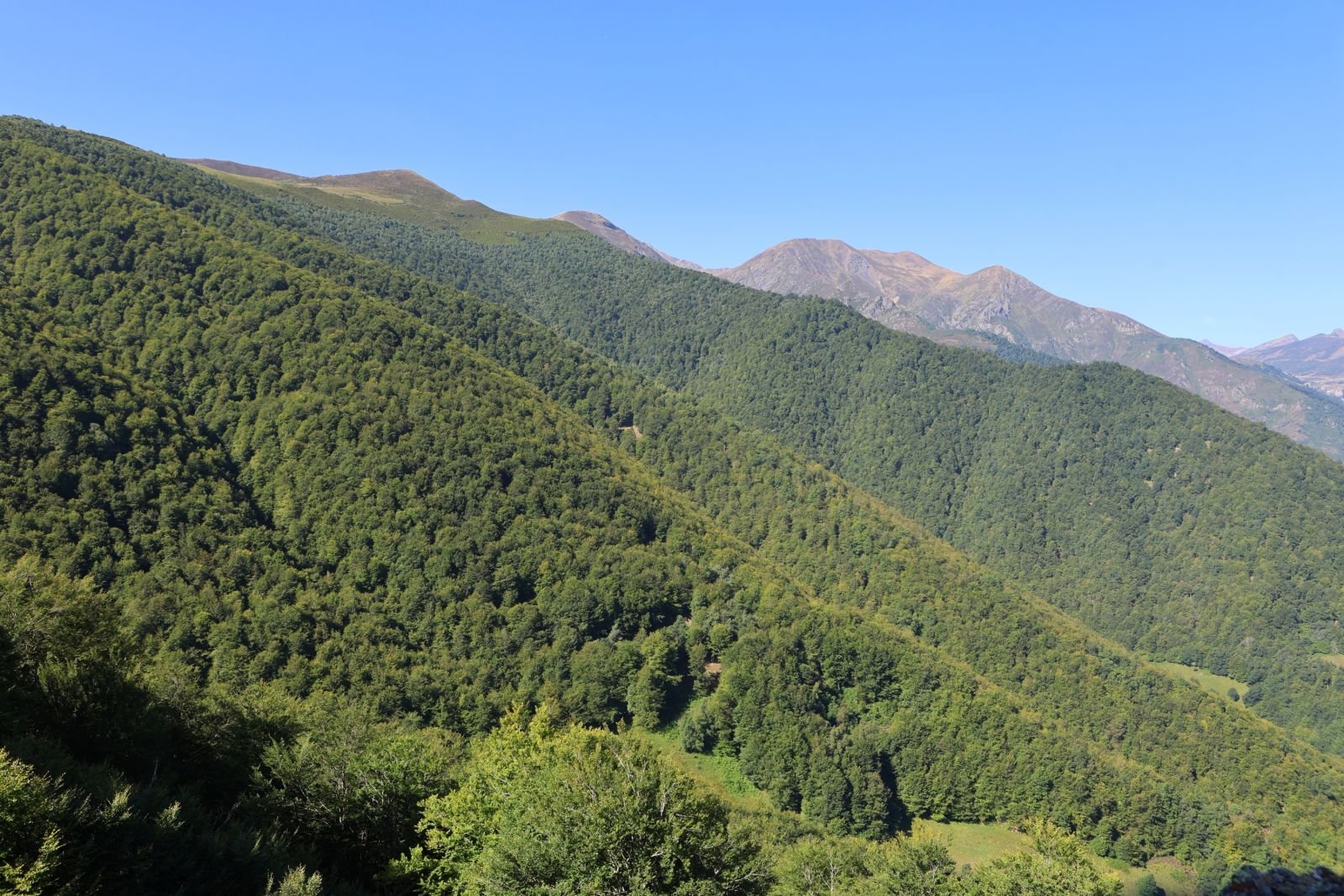 Ornithologie au cœur de l’Espagne Verte